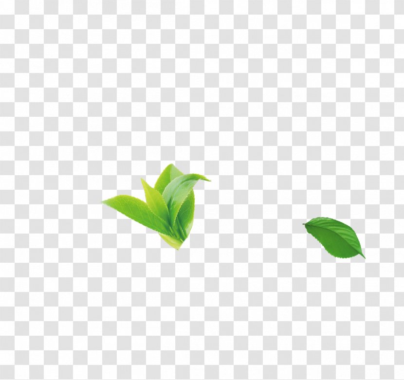 Green Leaf Pattern - Yellow - Tea Transparent PNG