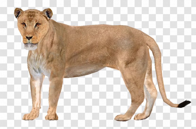 East African Lion Zoo Tycoon 2 Asiatic American Desktop Wallpaper - Wiki Transparent PNG