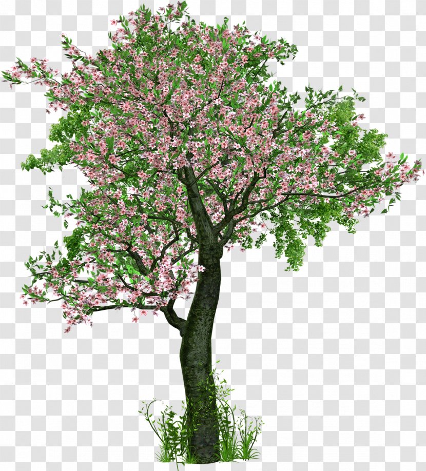 Tree Planting Deciduous Branch - Bushes Transparent PNG