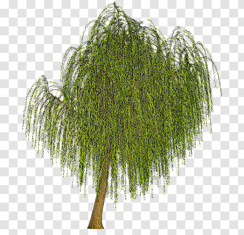 Tree Plant Woody Plant Willow Grass Transparent PNG