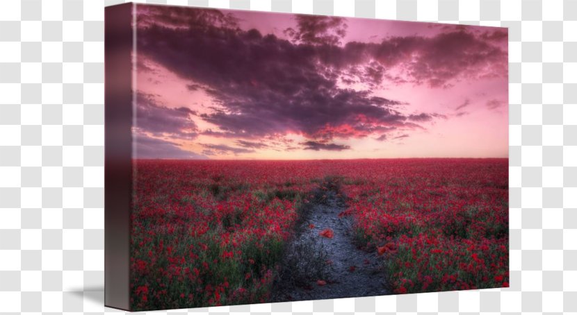 Painting Picture Frames Flower Sky Plc - Poppy Field Transparent PNG