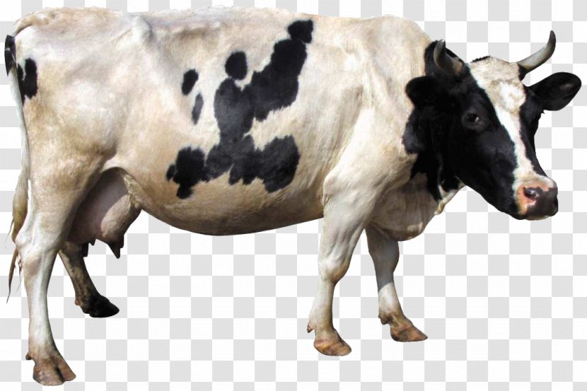 Holstein Friesian Cattle Gyr Dairy Clip Art - Cow Goat Family - ANIMAl Transparent PNG