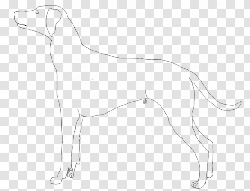 Whippet Italian Greyhound Sloughi Spanish - Dog Like Mammal - Birthday Pusheen Transparent PNG