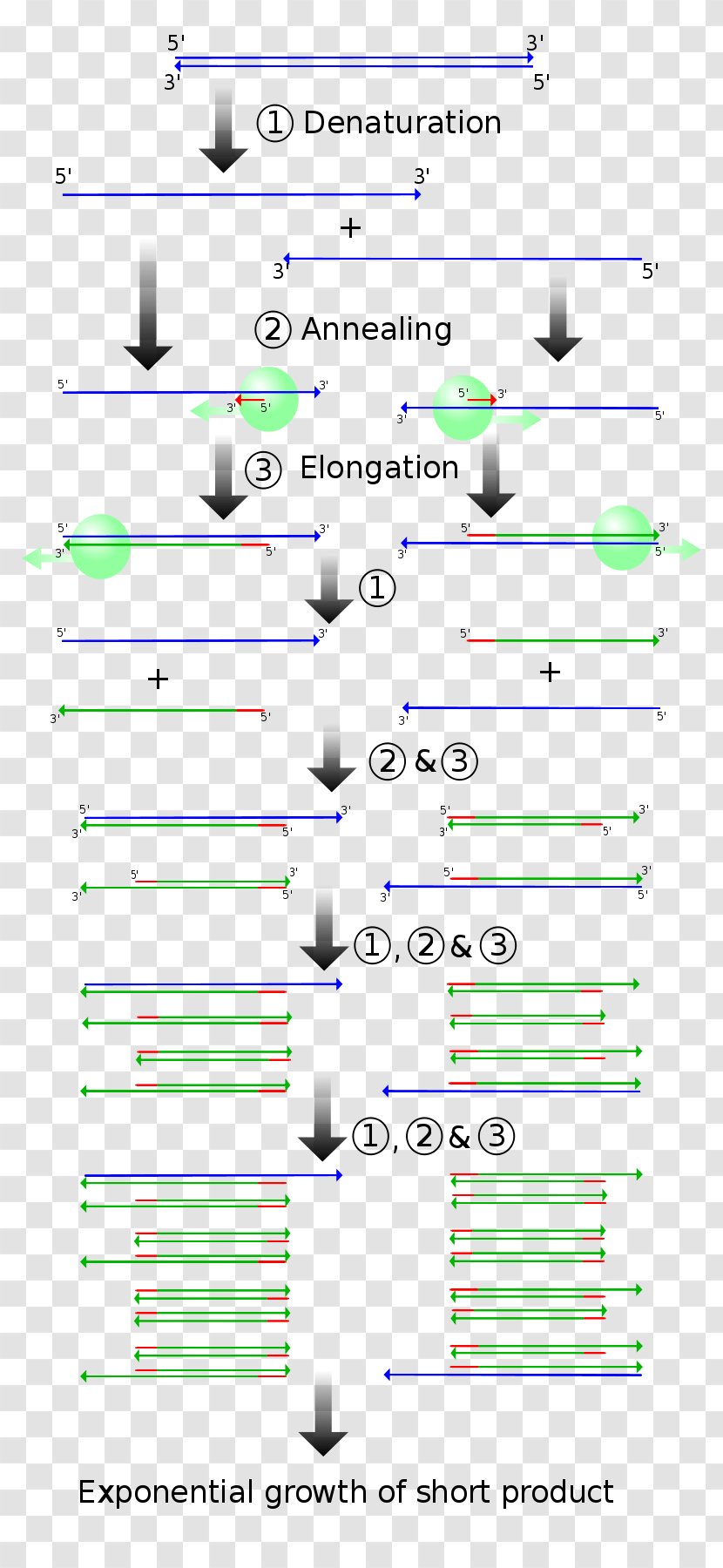 Real-time Polymerase Chain Reaction Genetics Molecular Cloning - Dna - PCR Transparent PNG