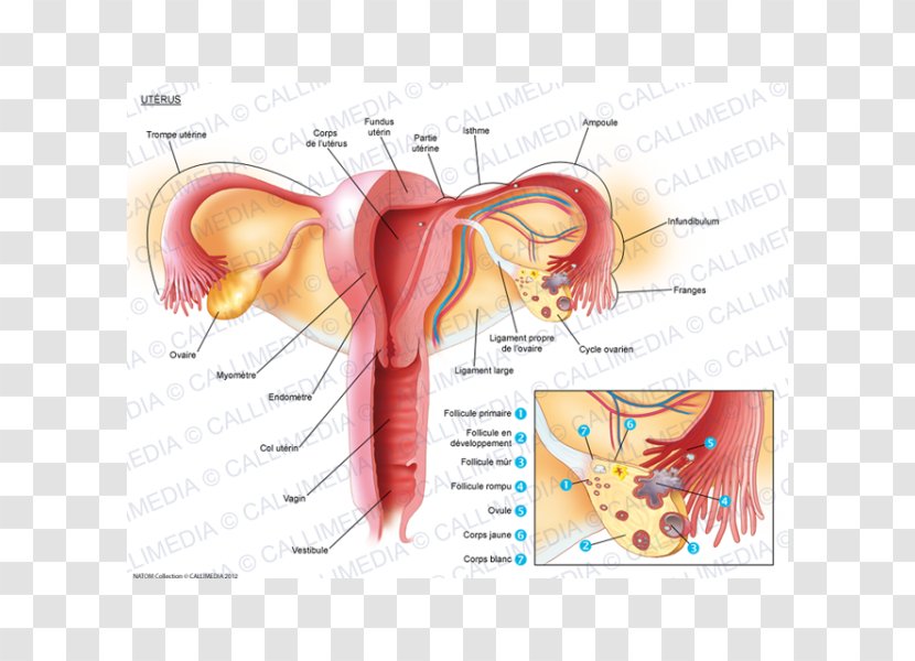 Uterus Fallopian Tube Ovary Myometrium Anatomy - Watercolor - Flower Transparent PNG
