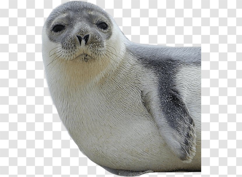 Earless Seal The New York Genealogical And Biographical Society Trust - Sea Lion - Harbor Transparent PNG