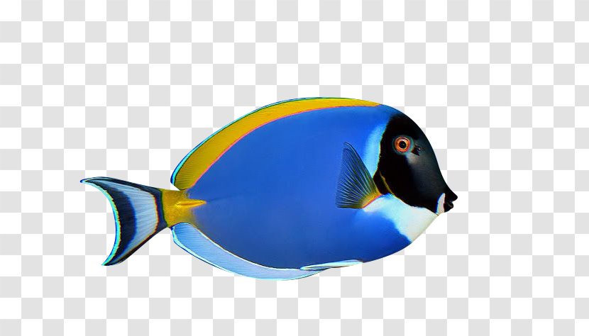 Penguin Ornamental Fish Aquarium - Plant Transparent PNG
