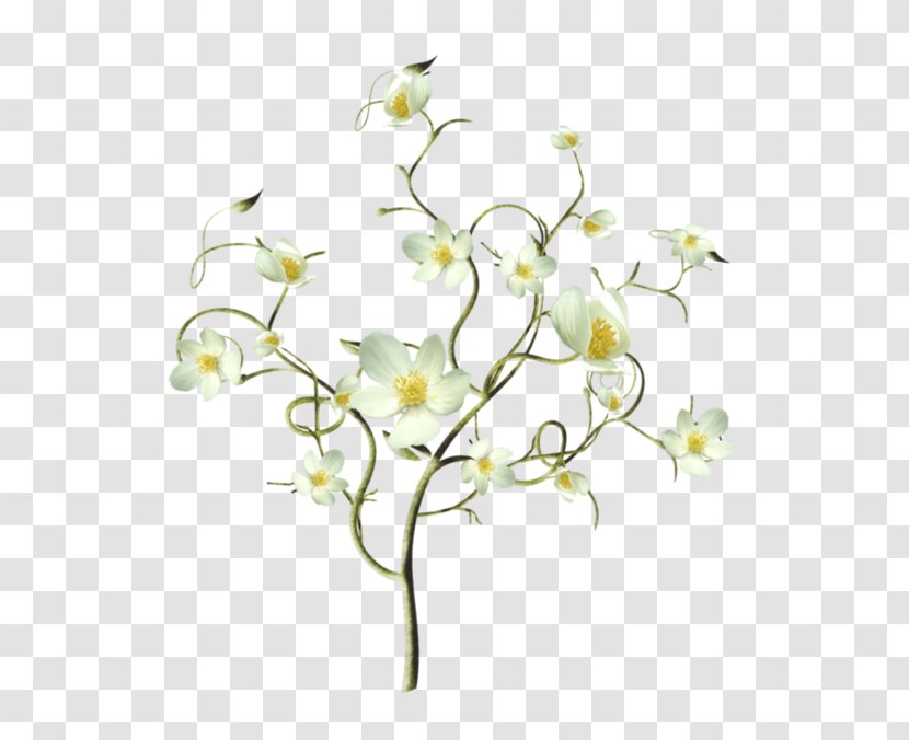 Flower Petal Floral Design - Flowering Plant Transparent PNG