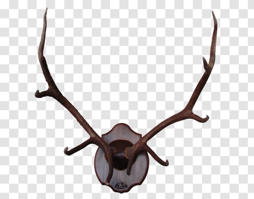Reindeer Elk Antler Moose - Deer - Antlers Transparent PNG