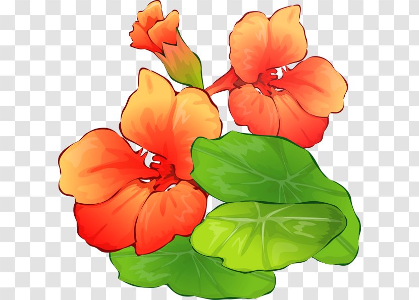 Flower Free Content Clip Art - Annual Plant - Nasturtium Cliparts Transparent PNG