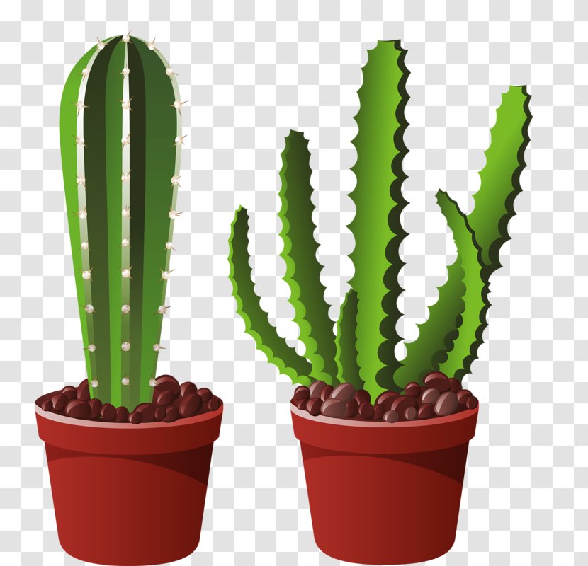 San Pedro Cactus Acanthocereus Tetragonus Cactaceae Plant - Color - Creative Transparent PNG