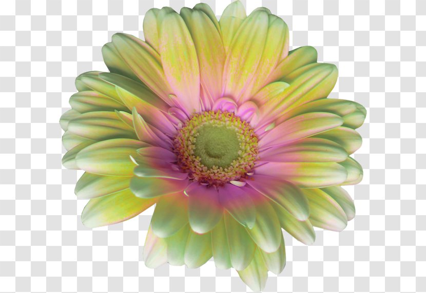 Common Daisy Gerbera Jamesonii Flower Rose - Pretty Transparent PNG