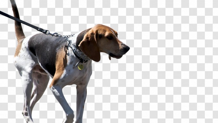 Treeing Walker Coonhound American Foxhound Black And Tan English Redbone - Pet Transparent PNG