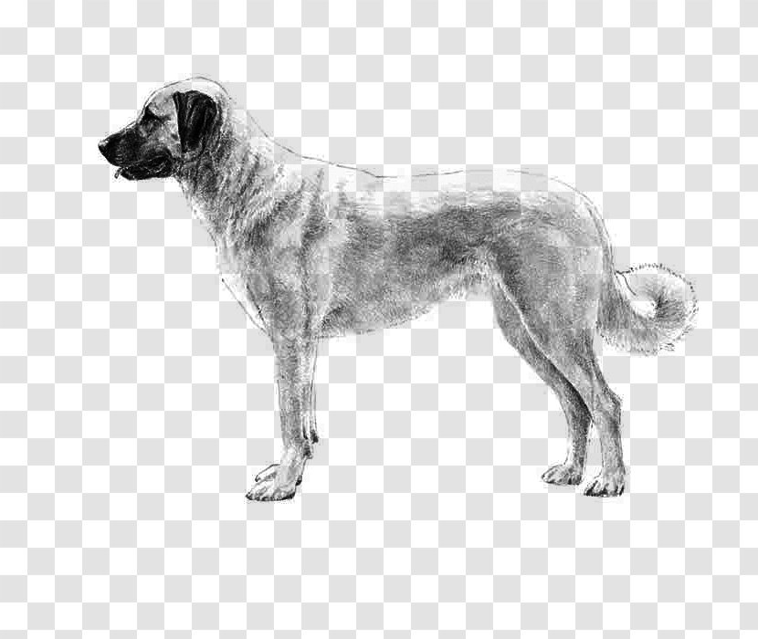 Dog Drawing - Rafeiro Do Alentejo - Giant Breed English Mastiff Transparent PNG
