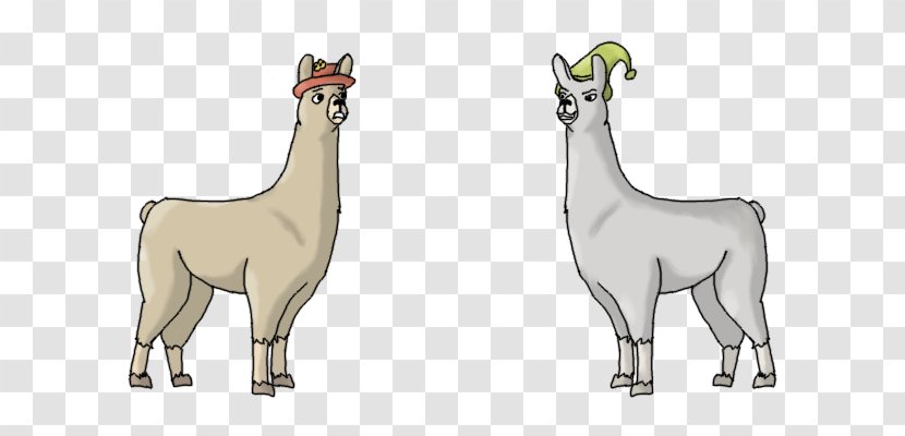 Llamas With Hats Vicuña Alpaca - Llama Transparent PNG