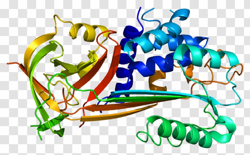 Plasminogen Activator Inhibitor-2 Inhibitor-1 Serpin - Cartoon - Heart Transparent PNG
