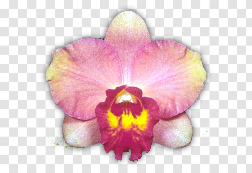 Moth Orchids Cattleya Logan City Epidendrum Dancing-lady Orchid - American Society Transparent PNG