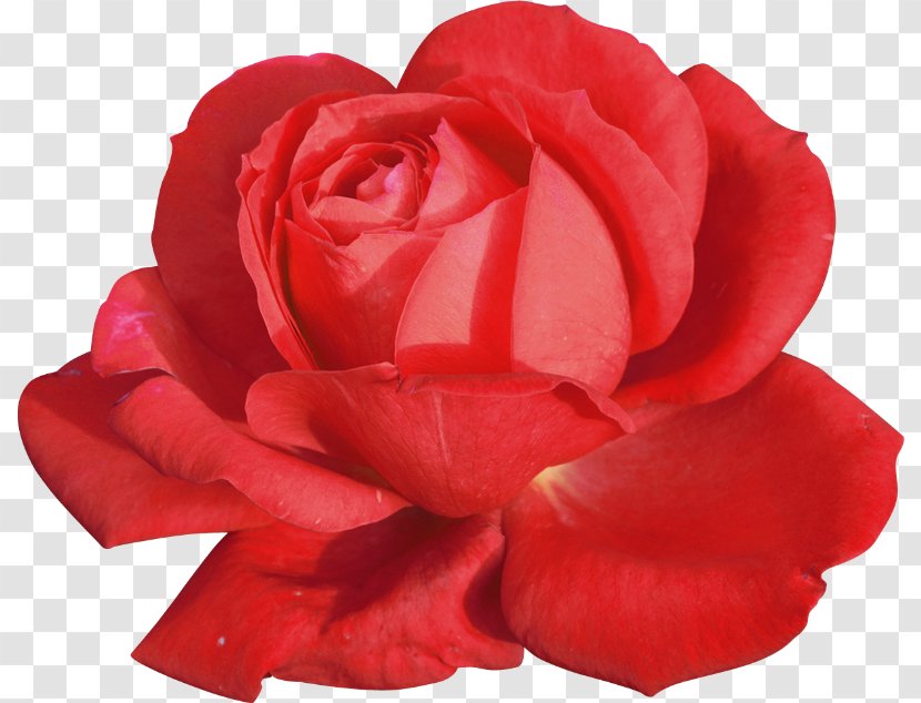 Garden Roses China Rose Cabbage Floribunda - Order - Centifolia Transparent PNG