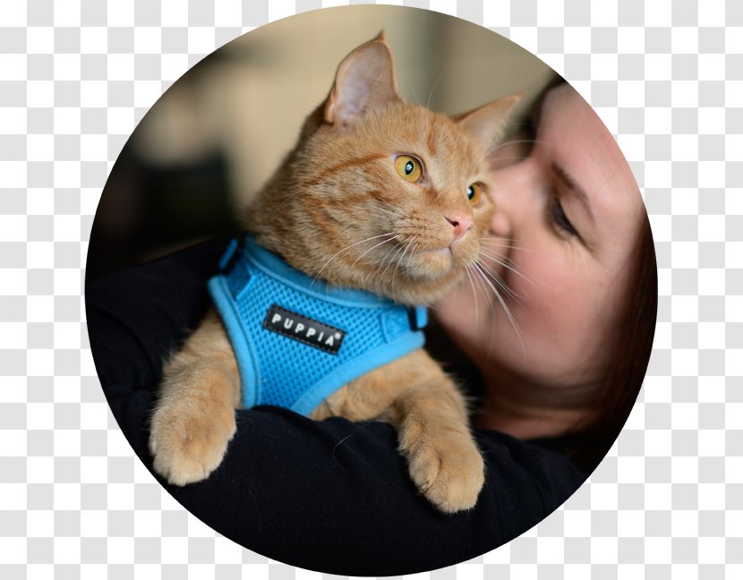 Whiskers Therapy Cat Dragonslayer Waffle - Frame Transparent PNG
