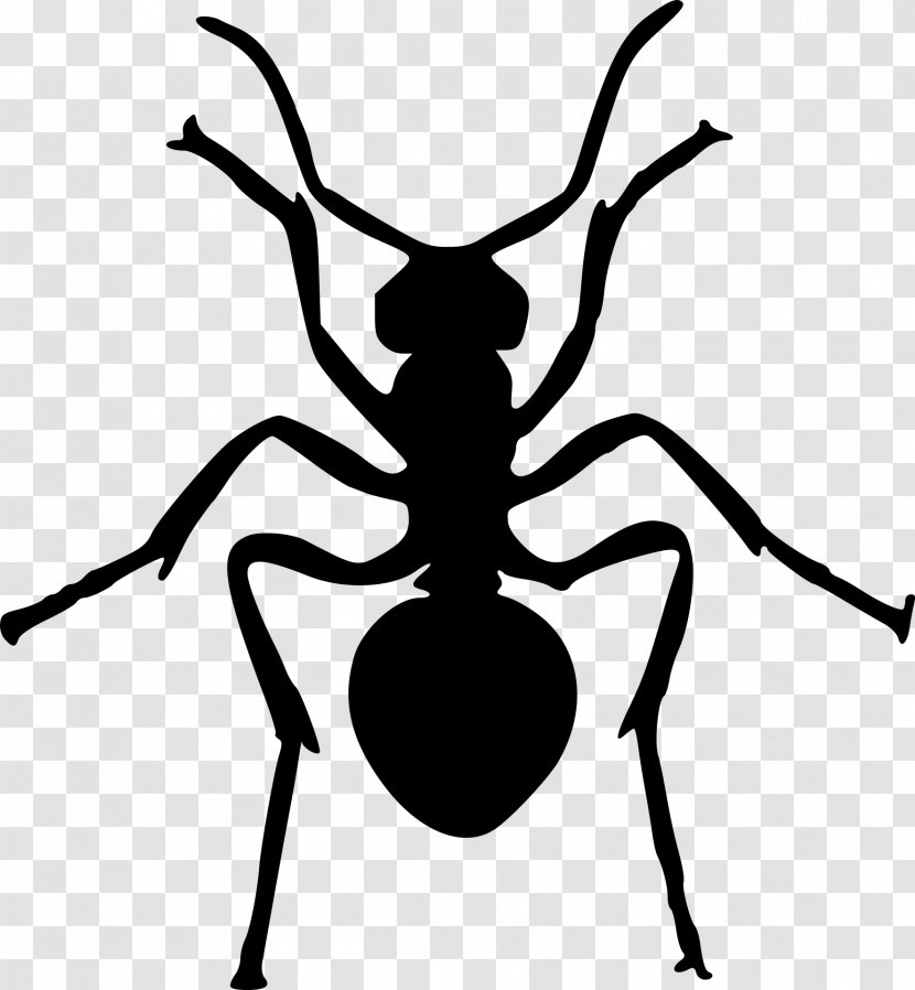 Ant Silhouette Drawing Clip Art - Photography - Insect Cartoon Transparent PNG