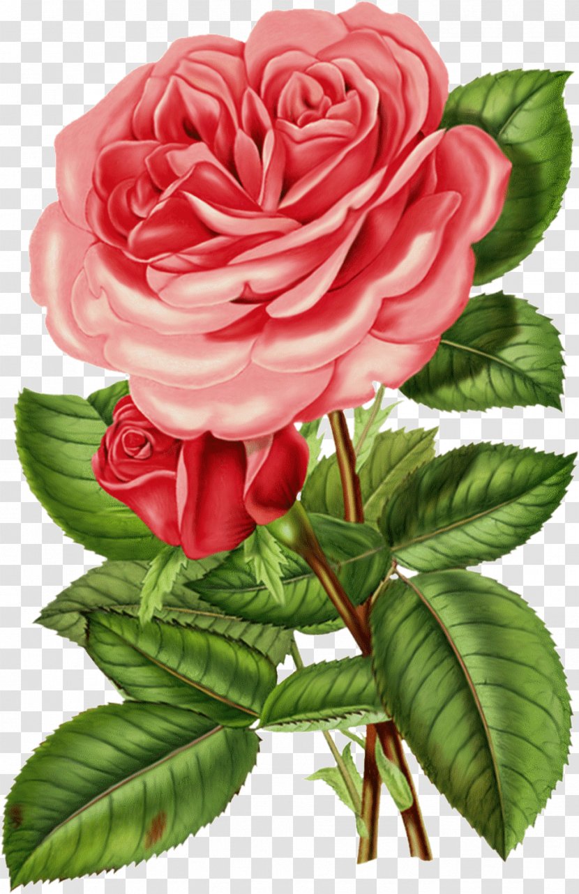 Clip Art Image Botanical Illustration - Rose Order - Bells Of Ireland Roses Transparent PNG