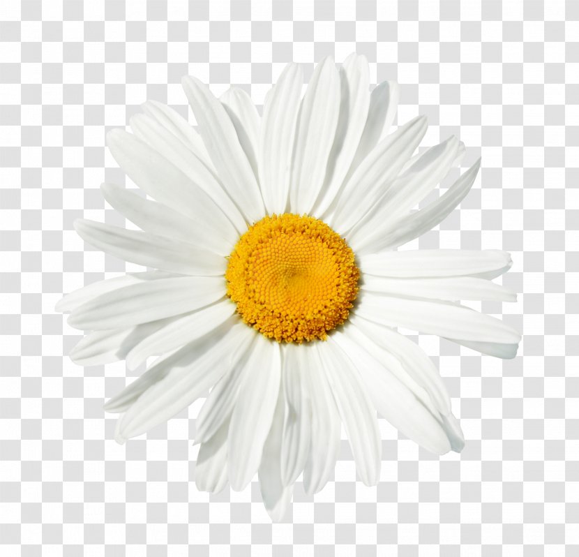 Common Daisy Stock Photography Flower Clip Art - Petal Transparent PNG