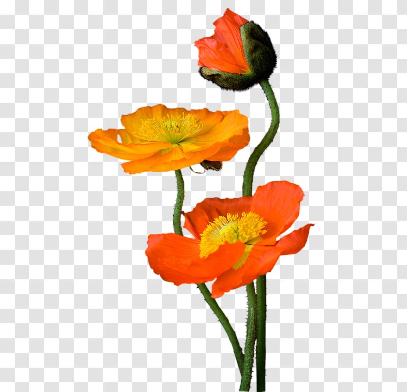 Painting Blog Common Poppy Clip Art - Family Transparent PNG