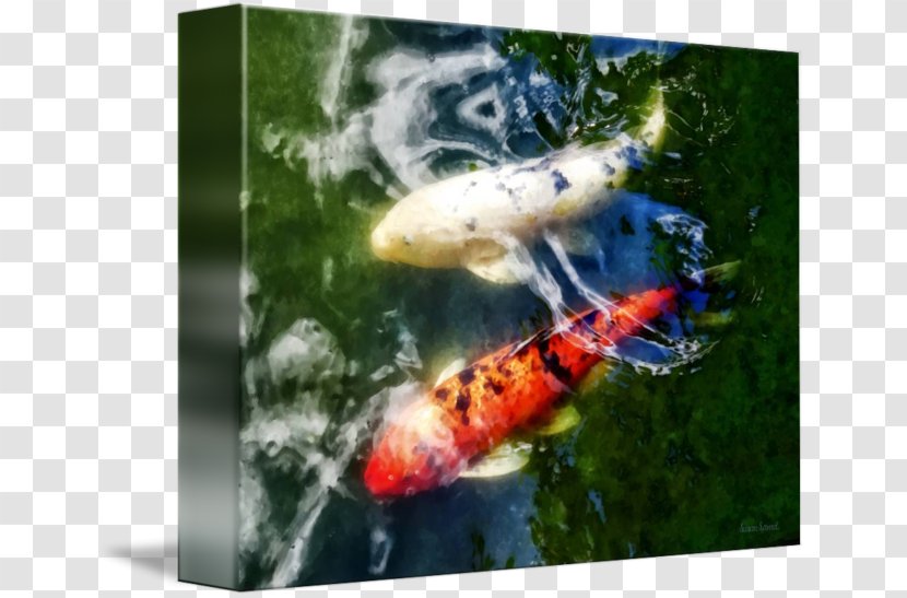 Koi Pond Goldfish - White Blur Transparent PNG