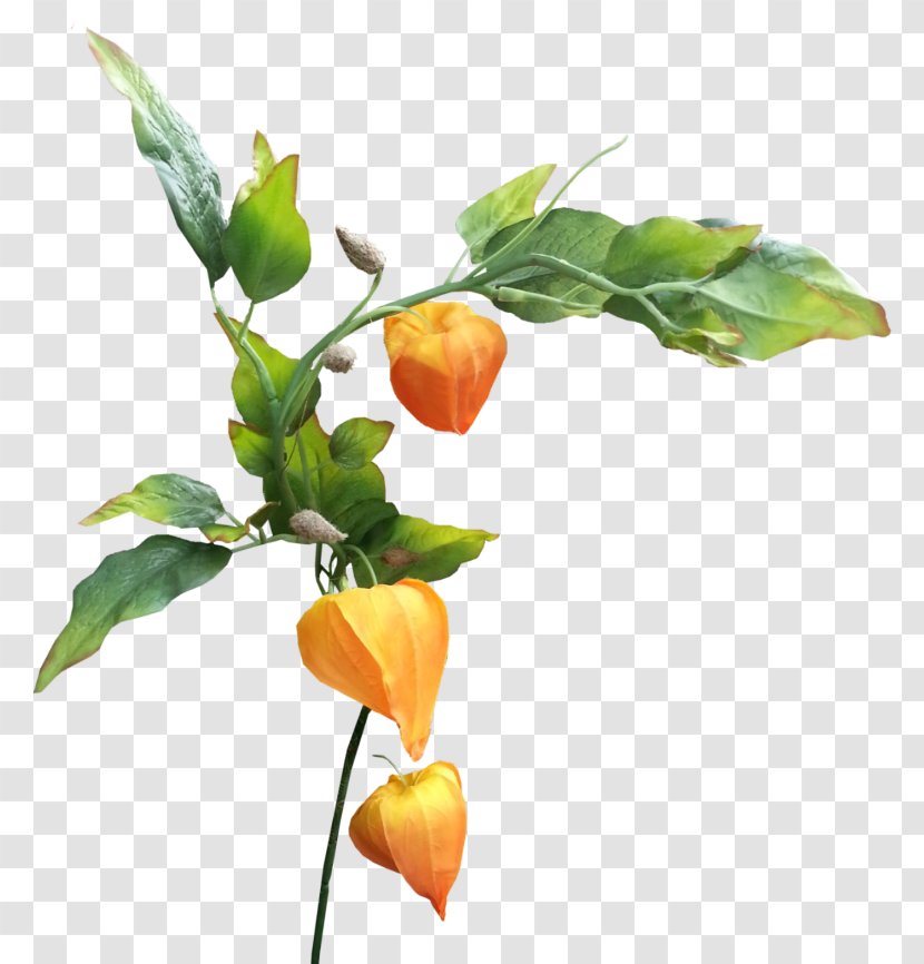 Artificial Flower - Orange - Anthurium Transparent PNG
