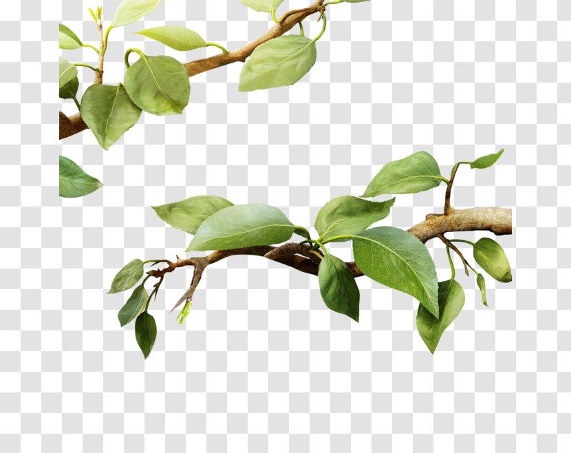 Download - Fruit - Branch Transparent PNG