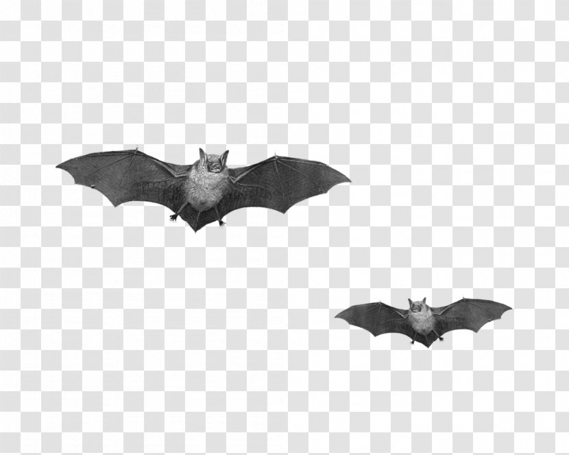 Bat Flight Clip Art - Halloween Transparent PNG