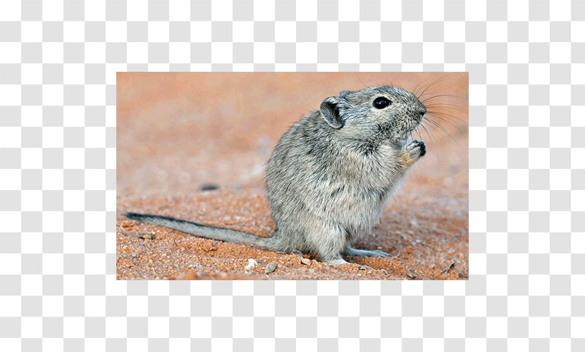 Gerbil Rat Mouse Common Degu Texas Transparent PNG