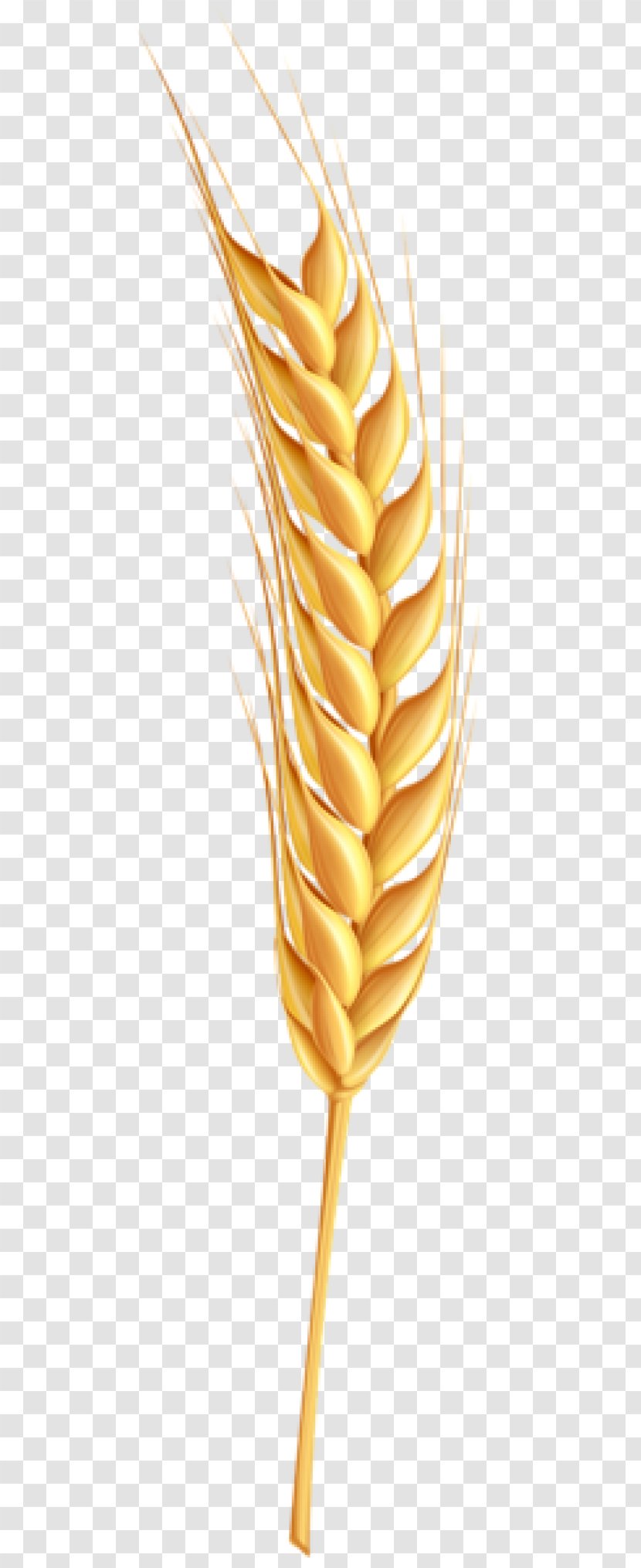 Wheat - Commodity - Lossless Compression Transparent PNG