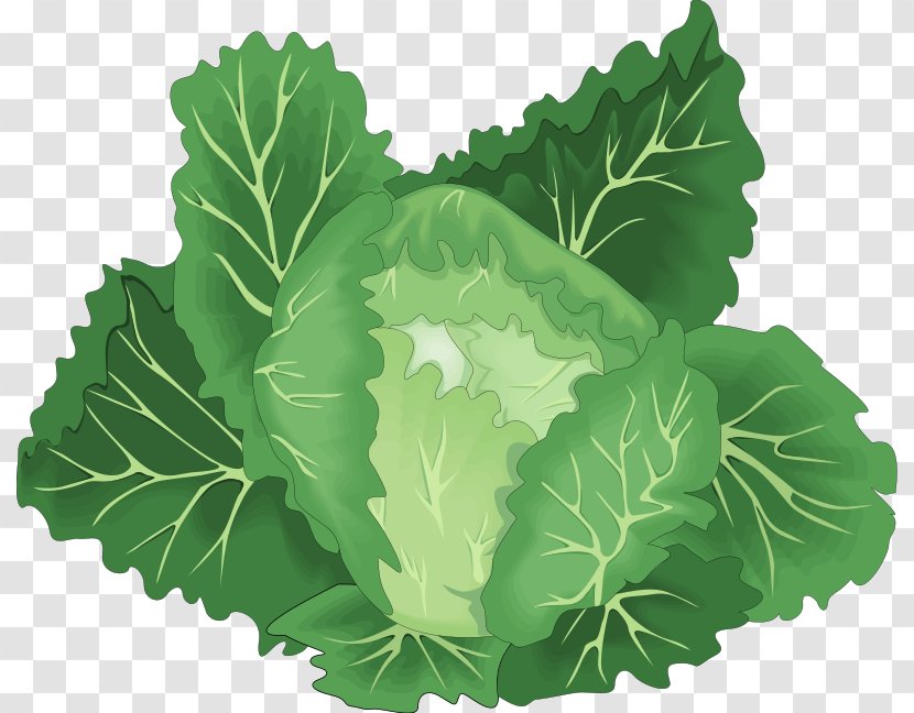 Leaf Vegetable Chinese Cabbage Clip Art - Royaltyfree - Vegetables Transparent PNG