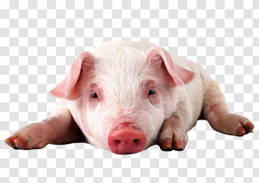 Miniature Pig High-definition Video Display Resolution 1080p Wallpaper - Pigs Ear - Depressed Transparent PNG