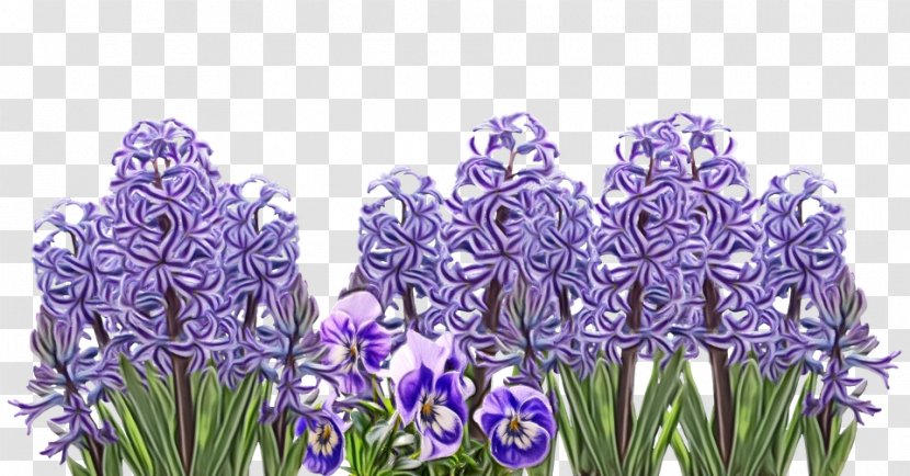 Lavender - Flower - Grass Iris Family Transparent PNG