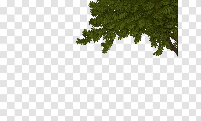 Fir Spruce Evergreen Biome Leaf Transparent PNG