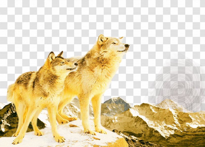 Organizational Culture Business Poster - Wildlife - Wolf Team Transparent PNG