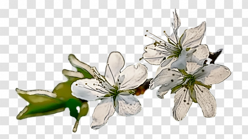 Cut Flowers Insect Pollinator Flora Twig Transparent PNG