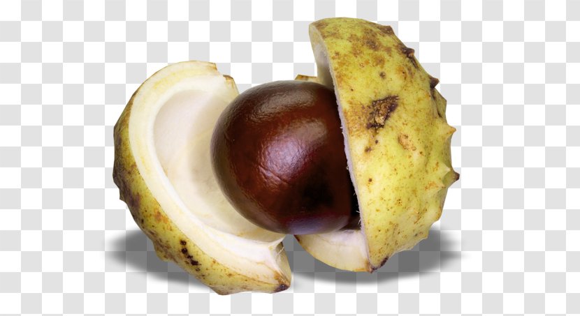 Stock Photography Clip Art - Nut Transparent PNG