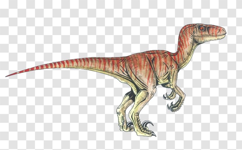 Velociraptor Deinonychus Tyrannosaurus Achillobator Dinosaur Transparent PNG