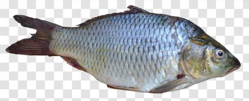Papua New Guinea Fishing Fish As Food - Olive Barb - Image Transparent PNG