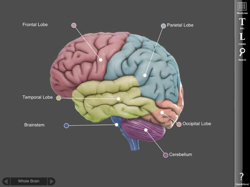 Human Brain Three-dimensional Space Rotation IOS - Silhouette - Science Related Pics Transparent PNG