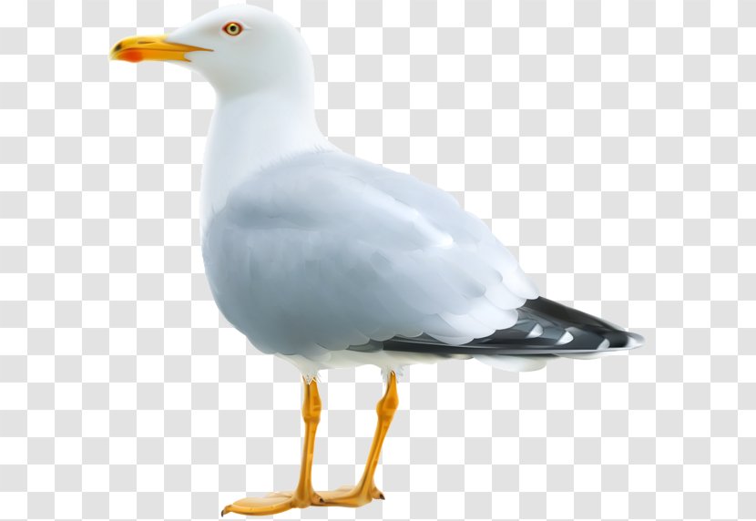 Gulls Bird European Herring Gull Clip Art - Beak Transparent PNG