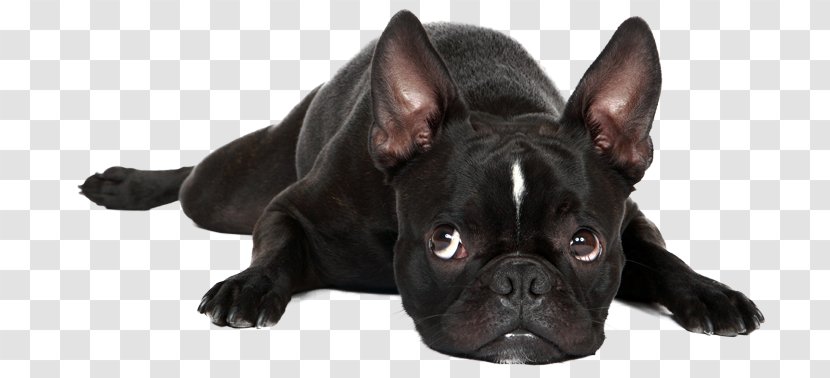 French Bulldog Boston Terrier Puppy Pug - Dog Like Mammal - Hospital Pharmacist Transparent PNG