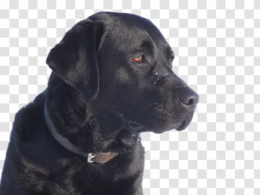 Labrador Retriever Cane Corso Dog Breed Puppy Vertebrate - Guard Transparent PNG