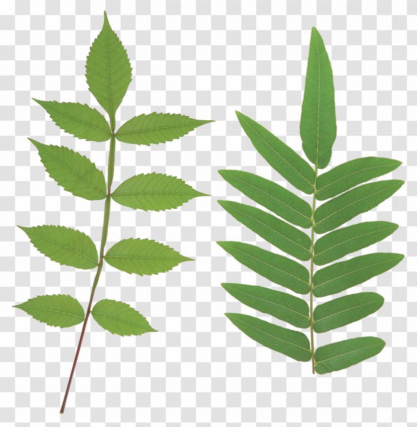 Leaf Plant Stem Price Service - Green Transparent PNG