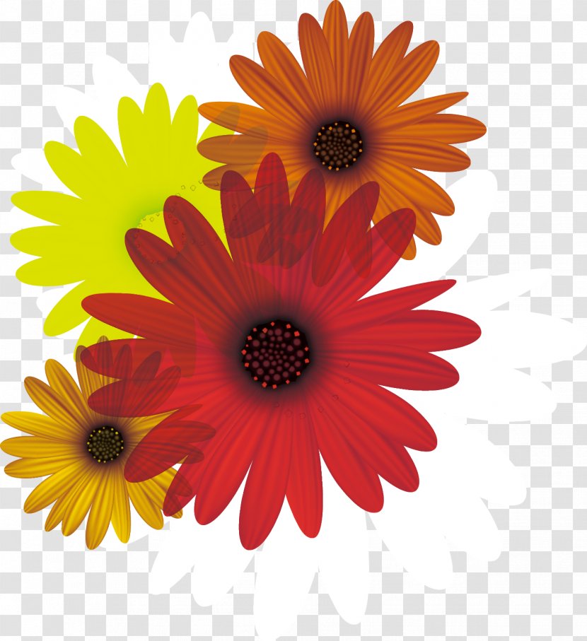 Common Daisy Flower Clip Art - Family - Vector Red Sunflower Transparent PNG
