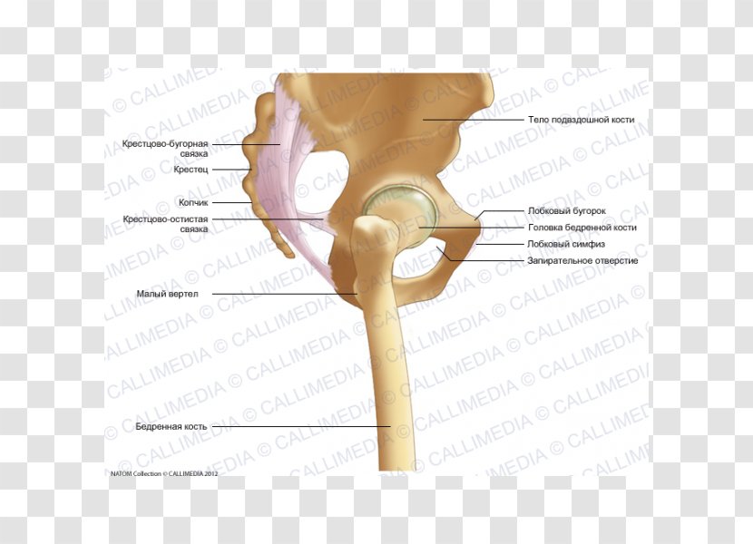 Iliopectineal Line Anatomy Bone Pelvis Hip - Watercolor - Flower Transparent PNG