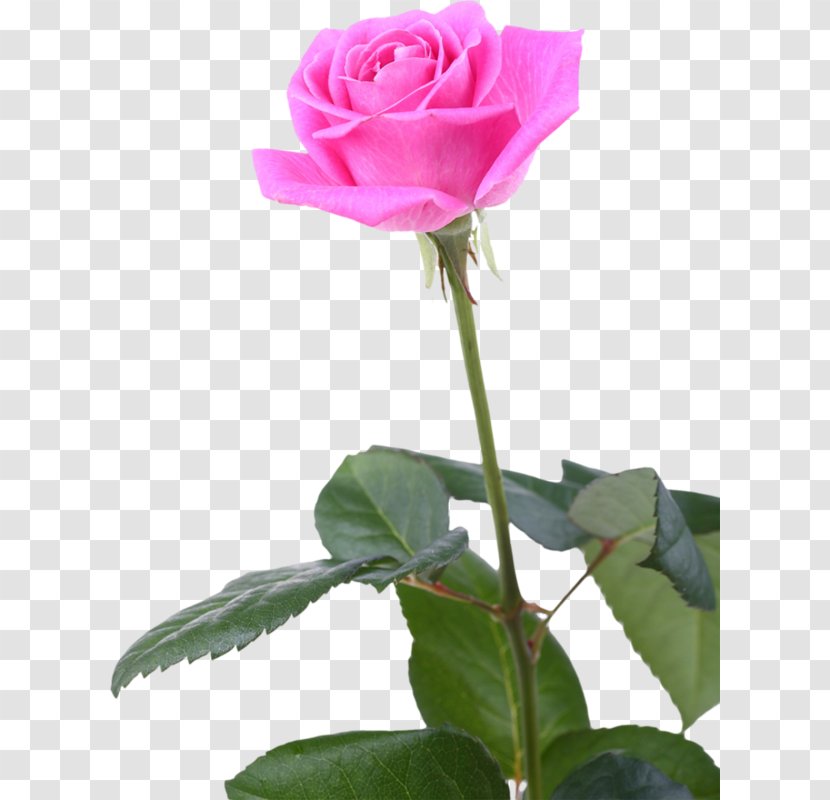 Garden Roses Cabbage Rose China Floribunda Still Life: Pink - Cut Flowers - Flower Transparent PNG